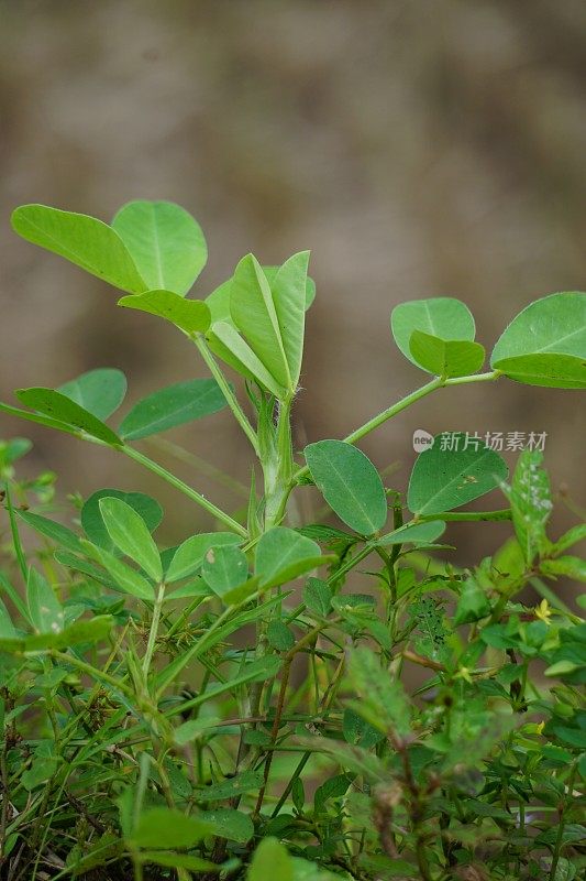 Arachis hypogaea L.(也叫Kacang tanah，花生，花生，花生，花生，花生，猕猴桃)植物
